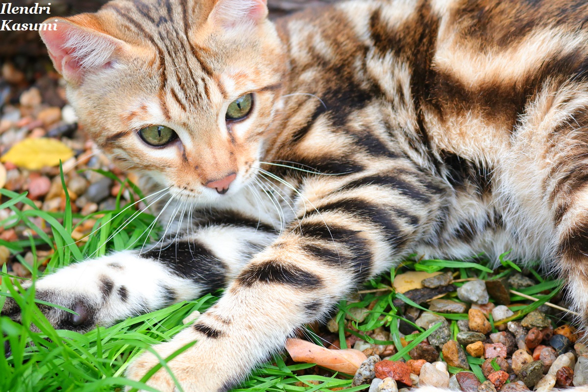 bengal marbled tabby
